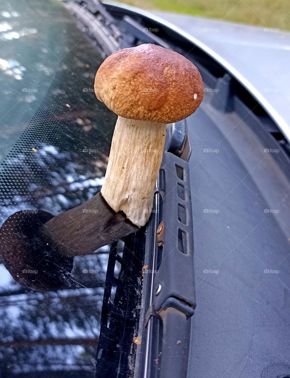 boletus on a car in the forest close up summer time