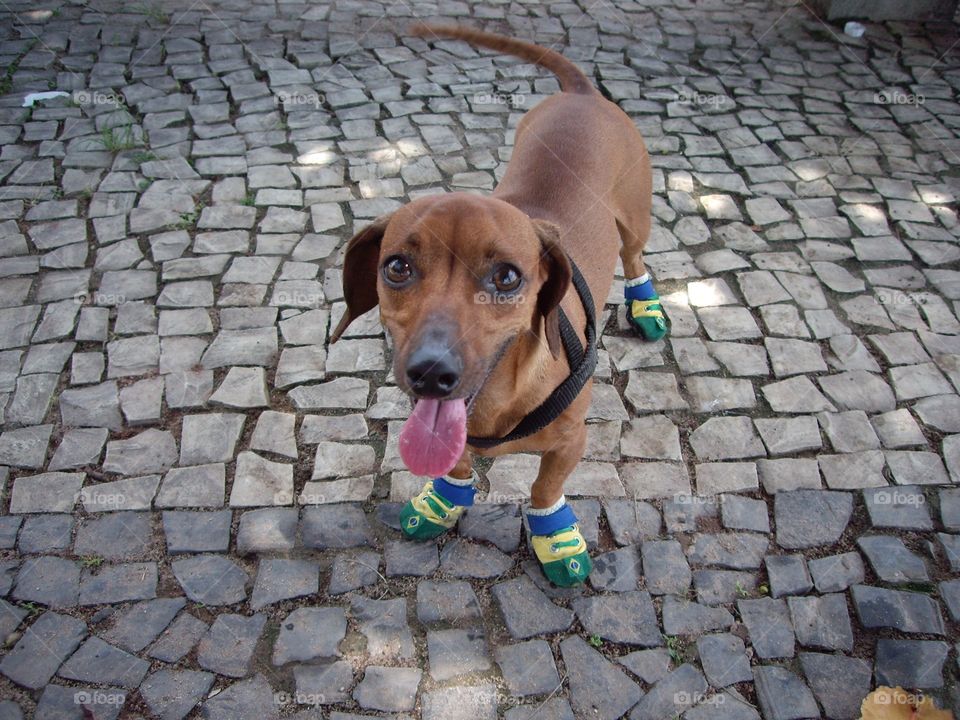 Carioca dog