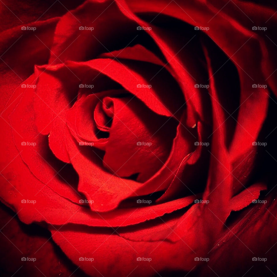 Red rose