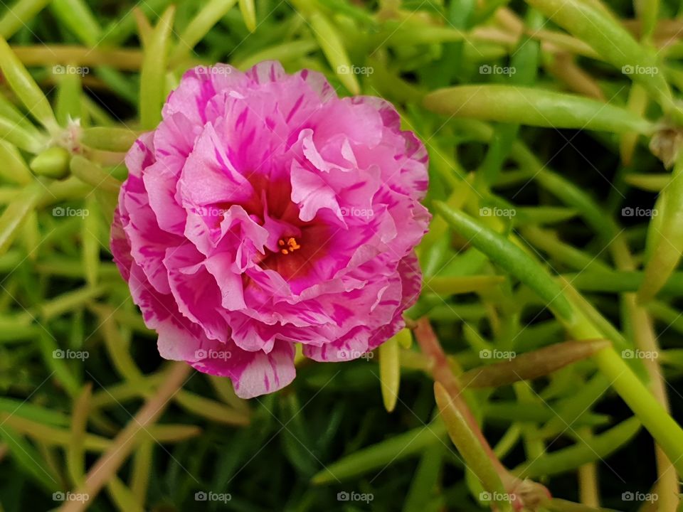 the beautiful flowers