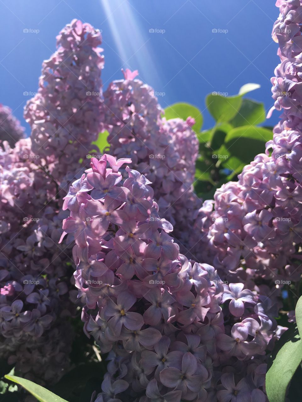 Purple Lilac Bush in Full Bloom