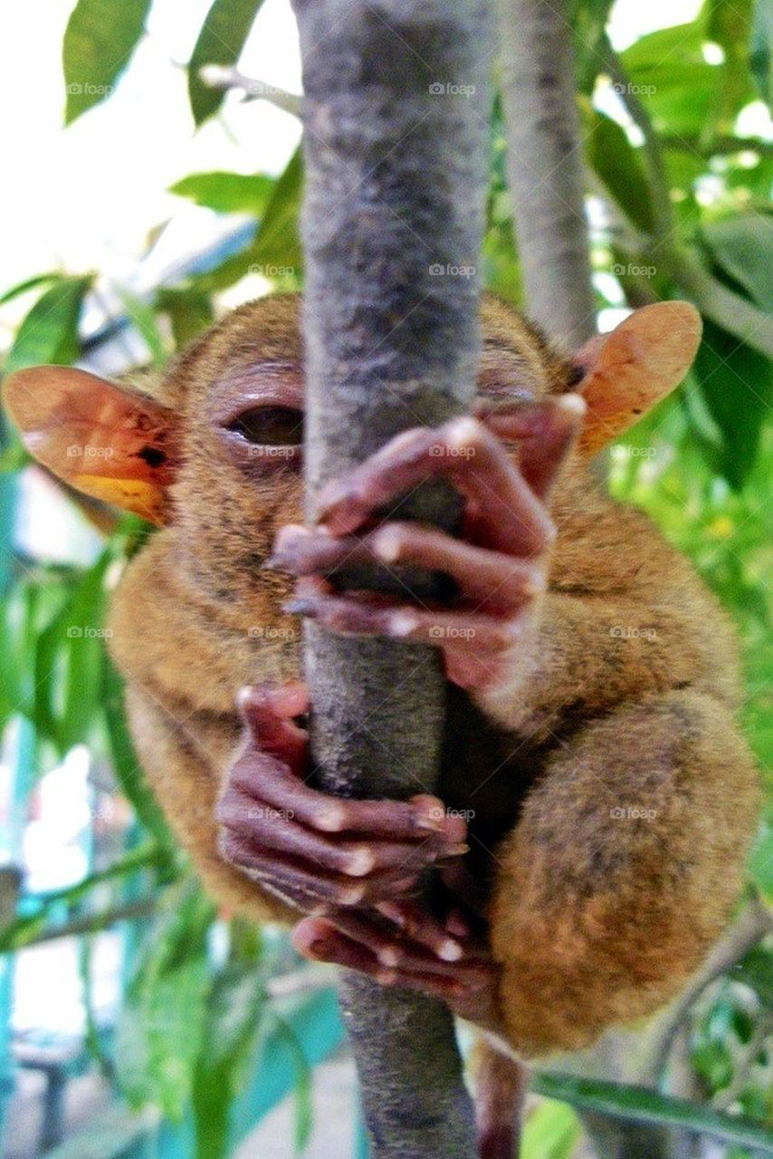 Tarsier