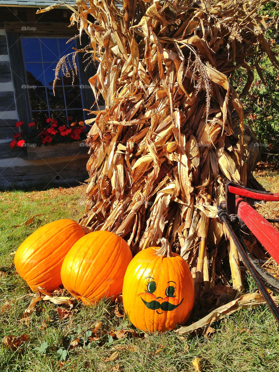flowers field nature flower by somebeach