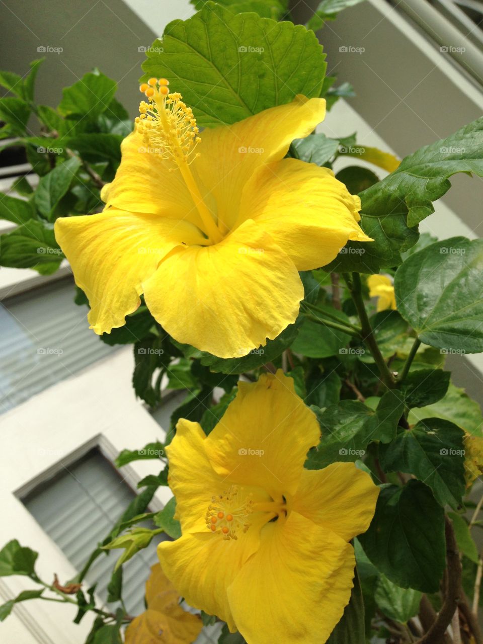 Yellow hibiscus