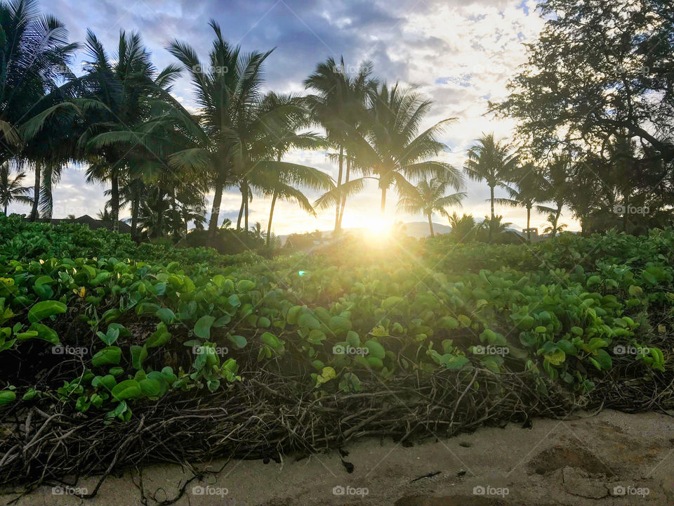 Hawai‘i countryside