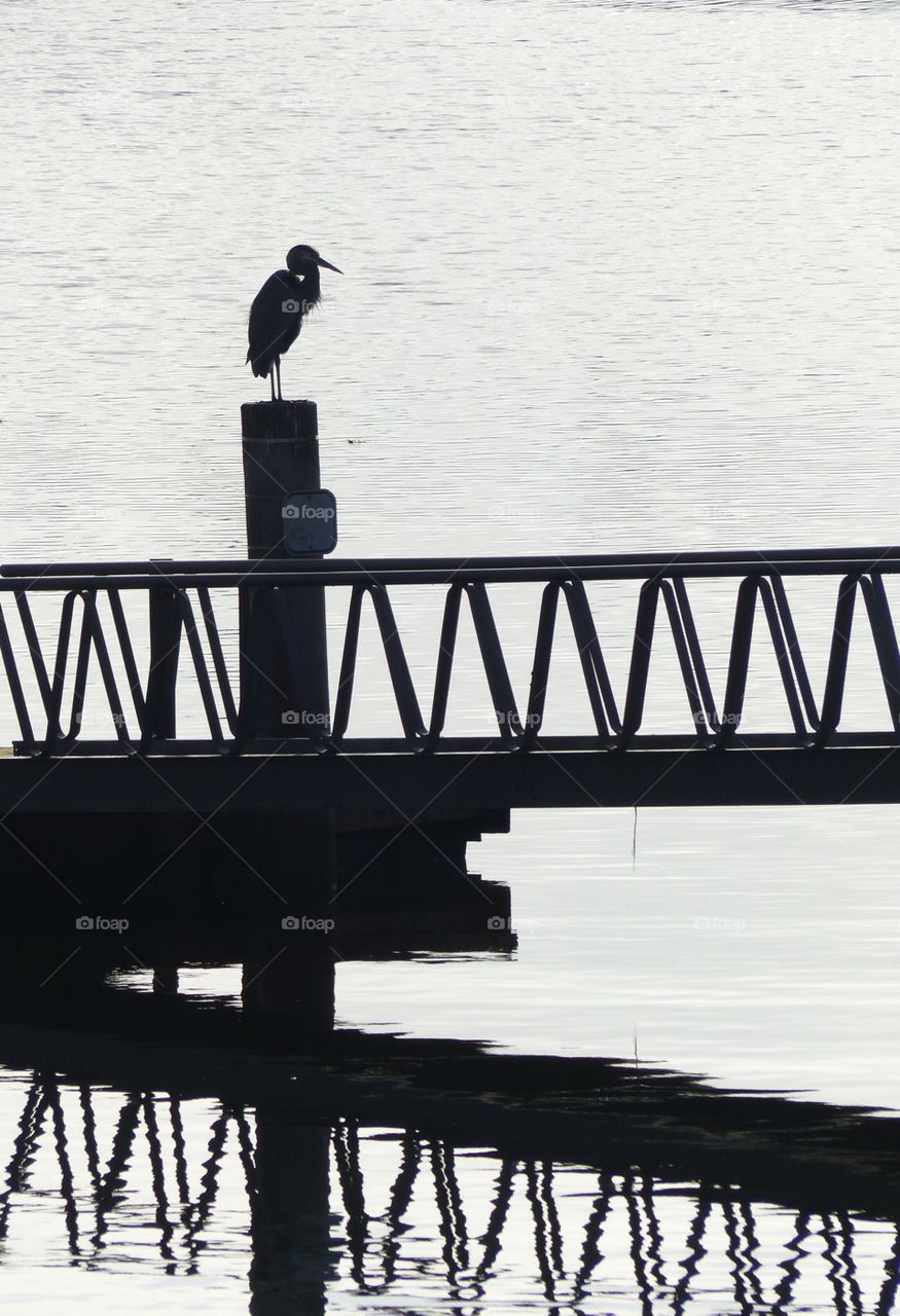 Heron in silhouette 