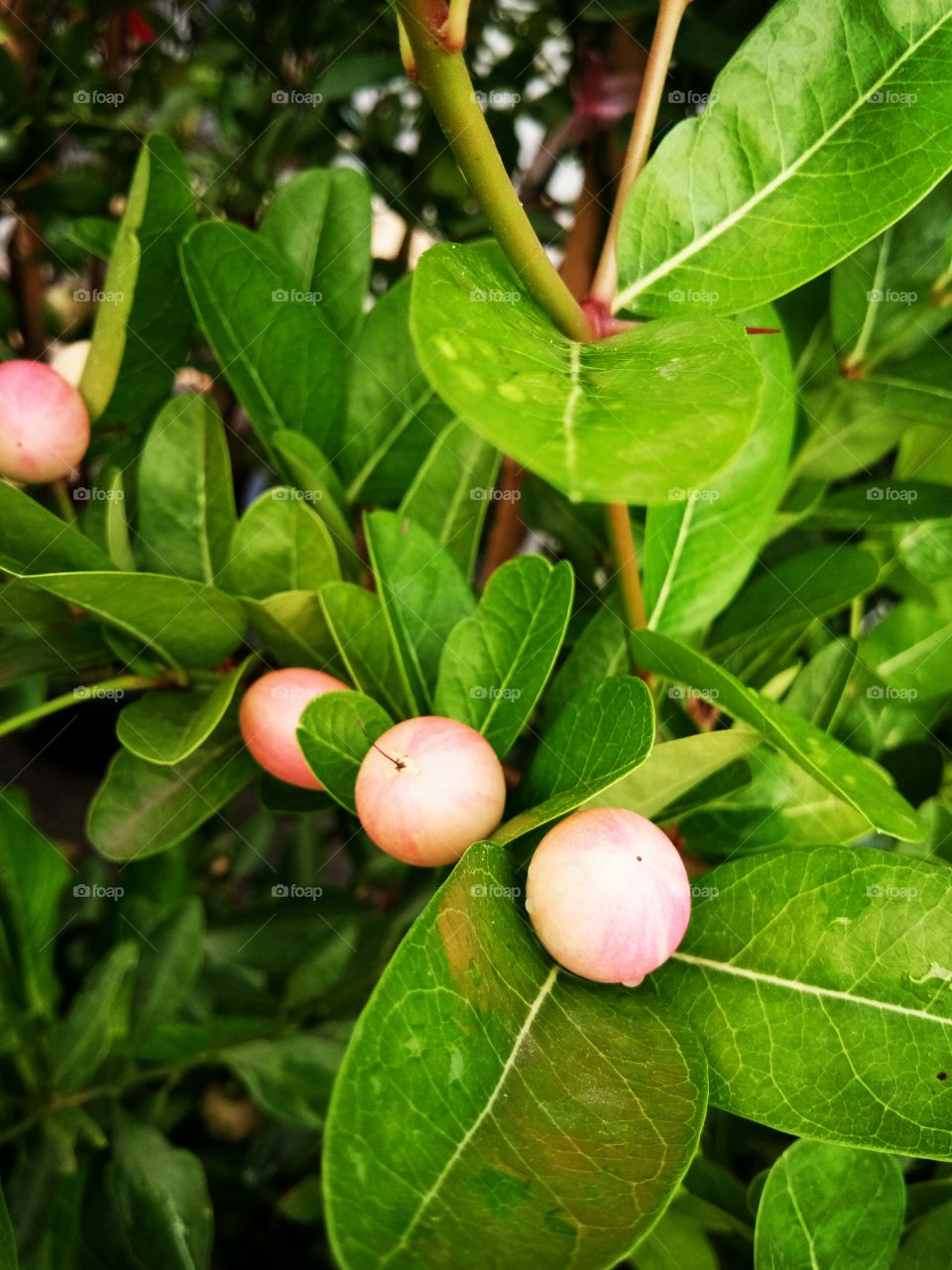 mango lime
fruit
herb