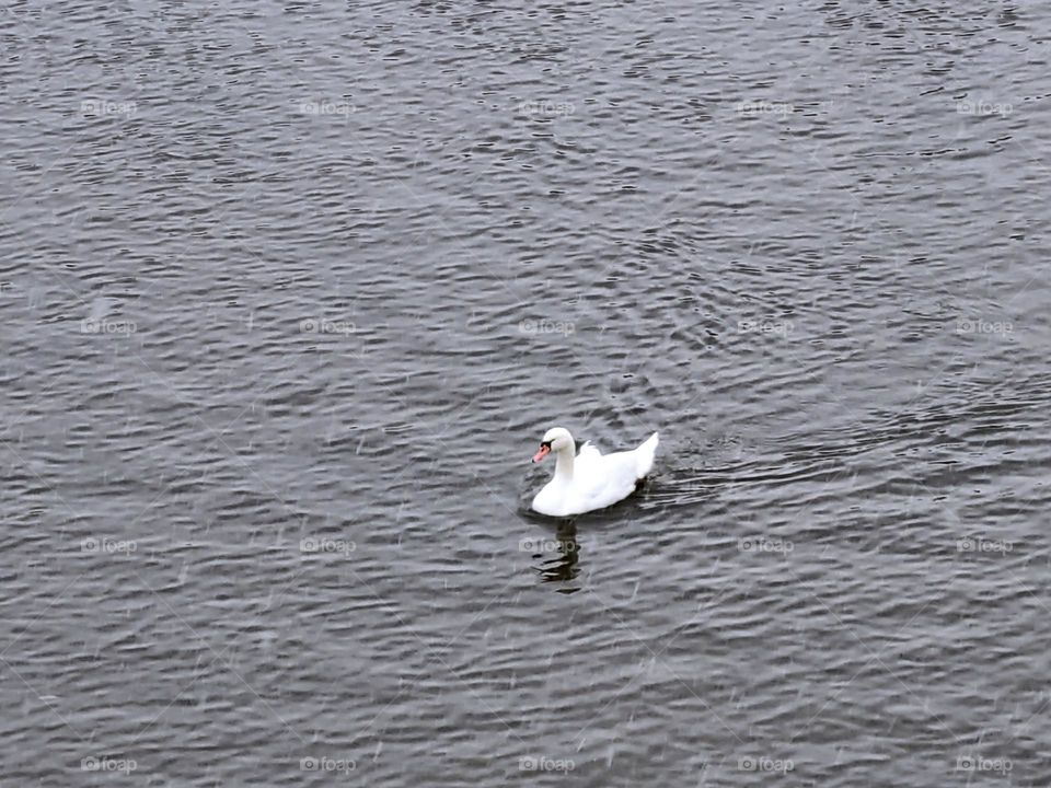 Swimming swan