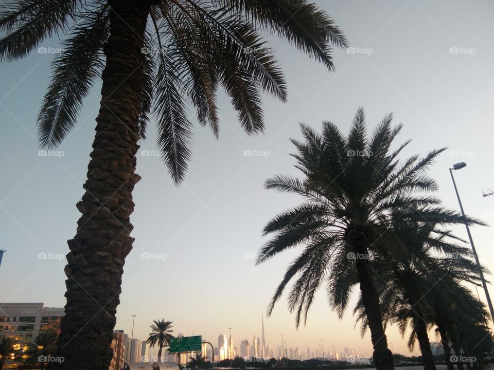 PALM AND THE CITY