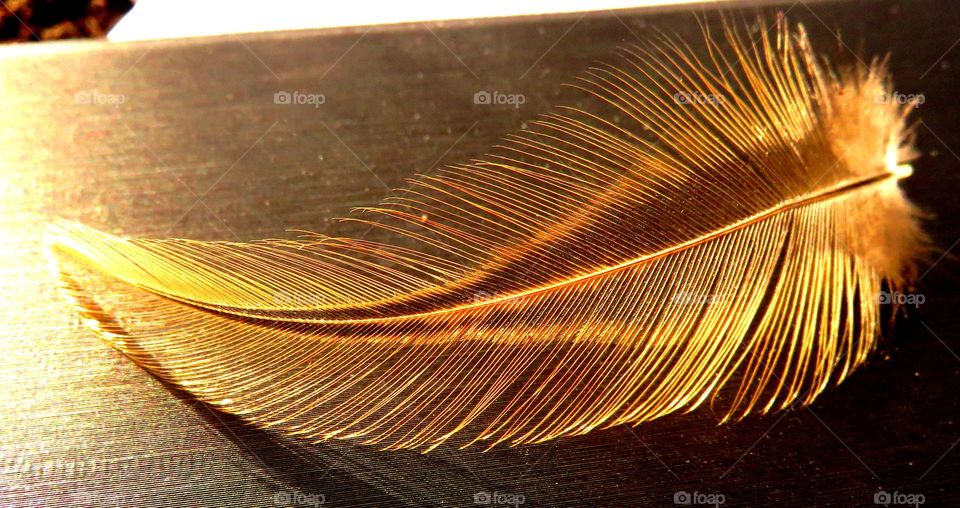 golden feather