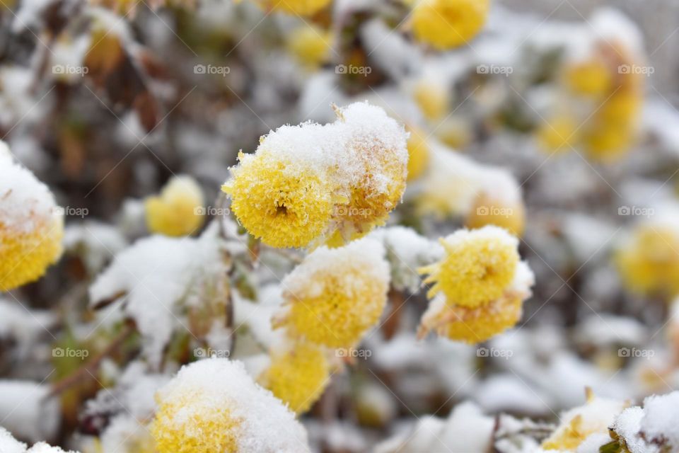 Frosted flowers