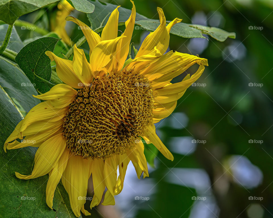 sun flower