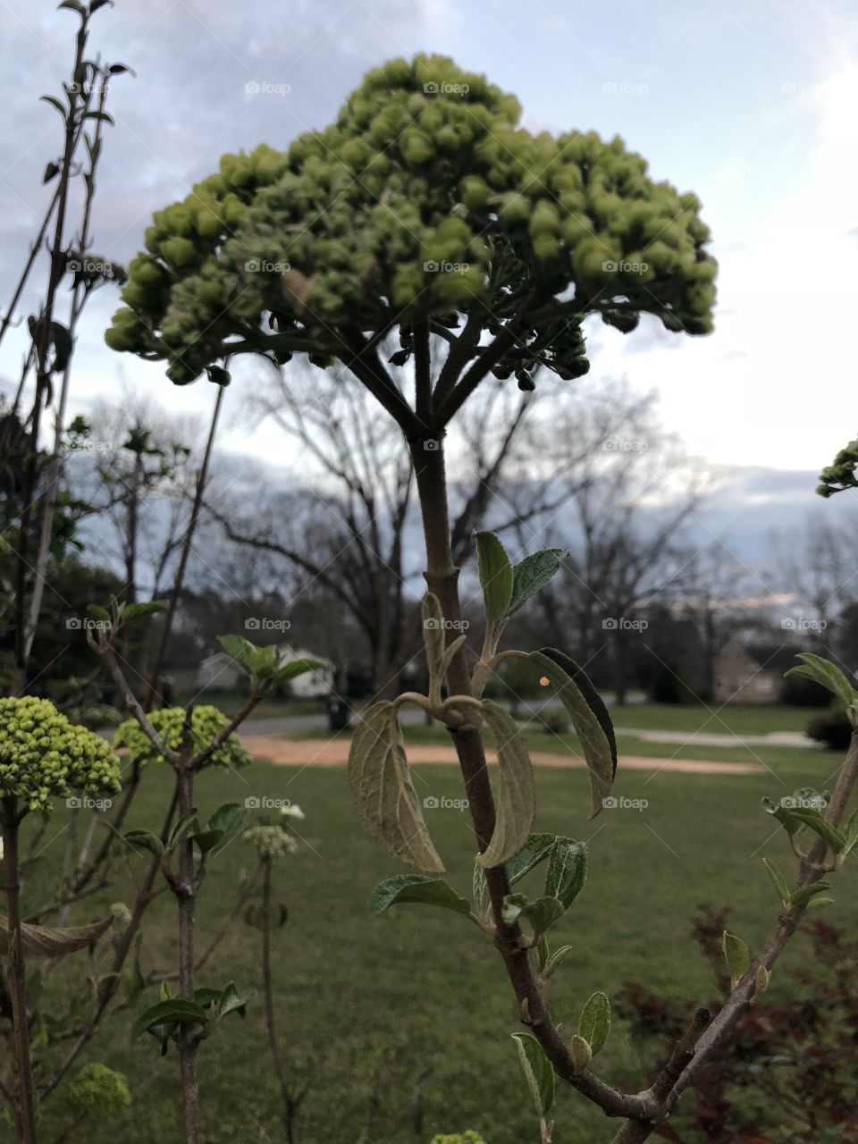 A tall branch from a snowball bush that is about ready to bloom a gloomy sky. 