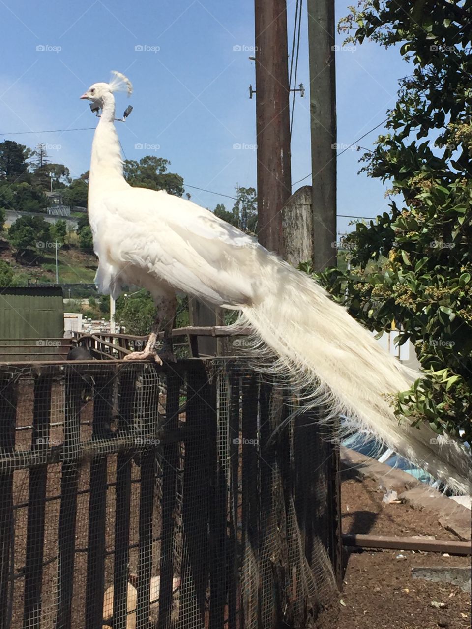 Albino white peacock on urban fence