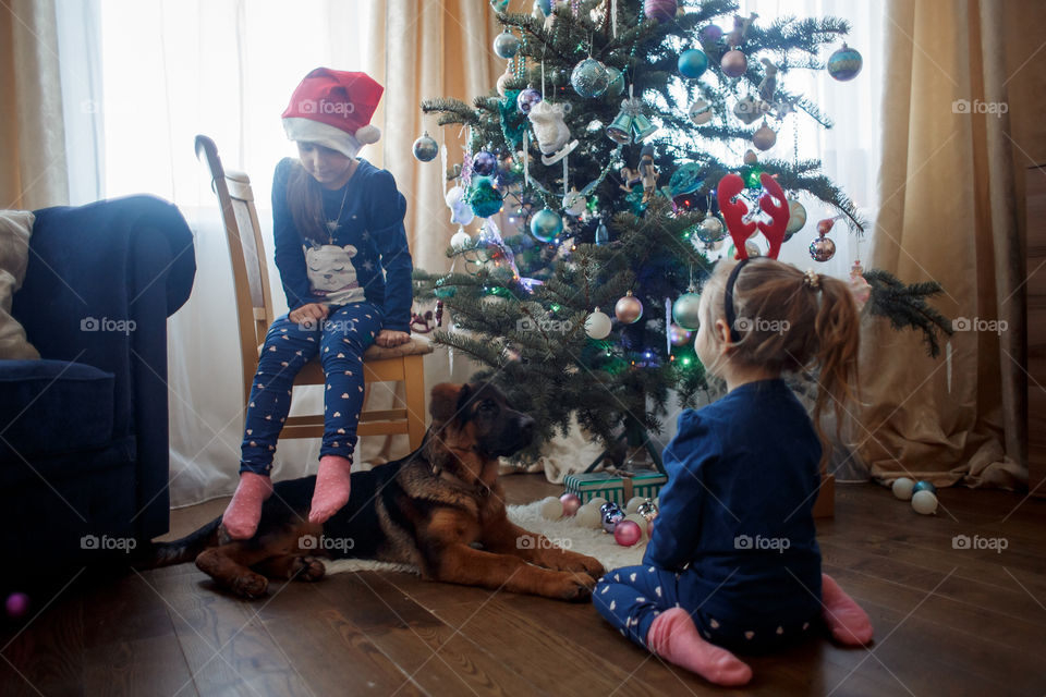 Little sisters with German shepherd puppy near Christmas tree 