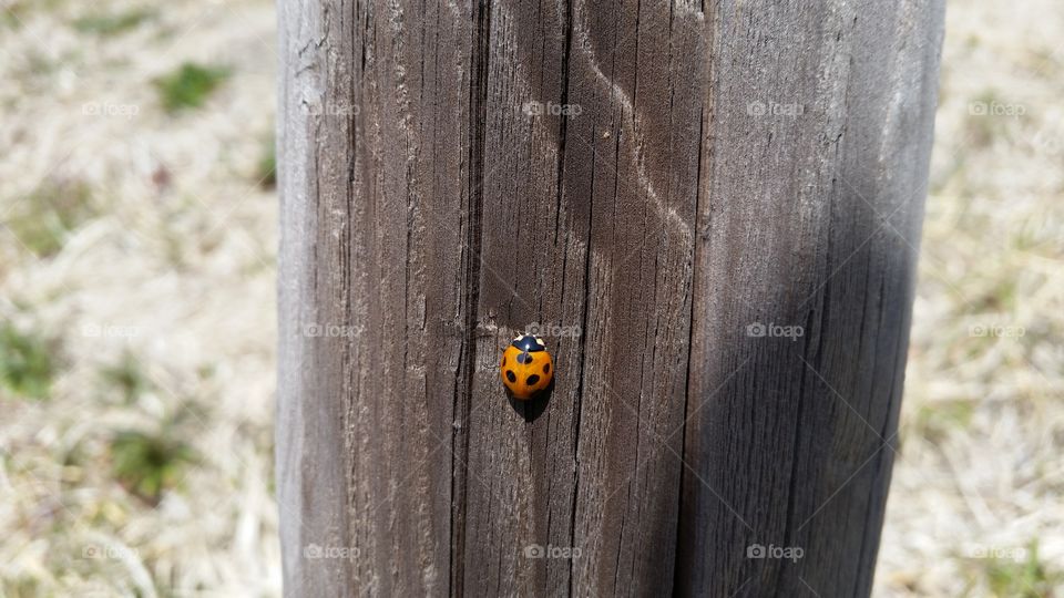 Ladybug