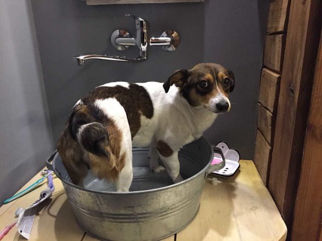 a dogs life