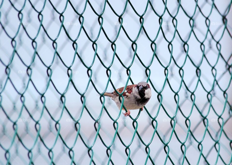 Bird. Bird sitting in the net