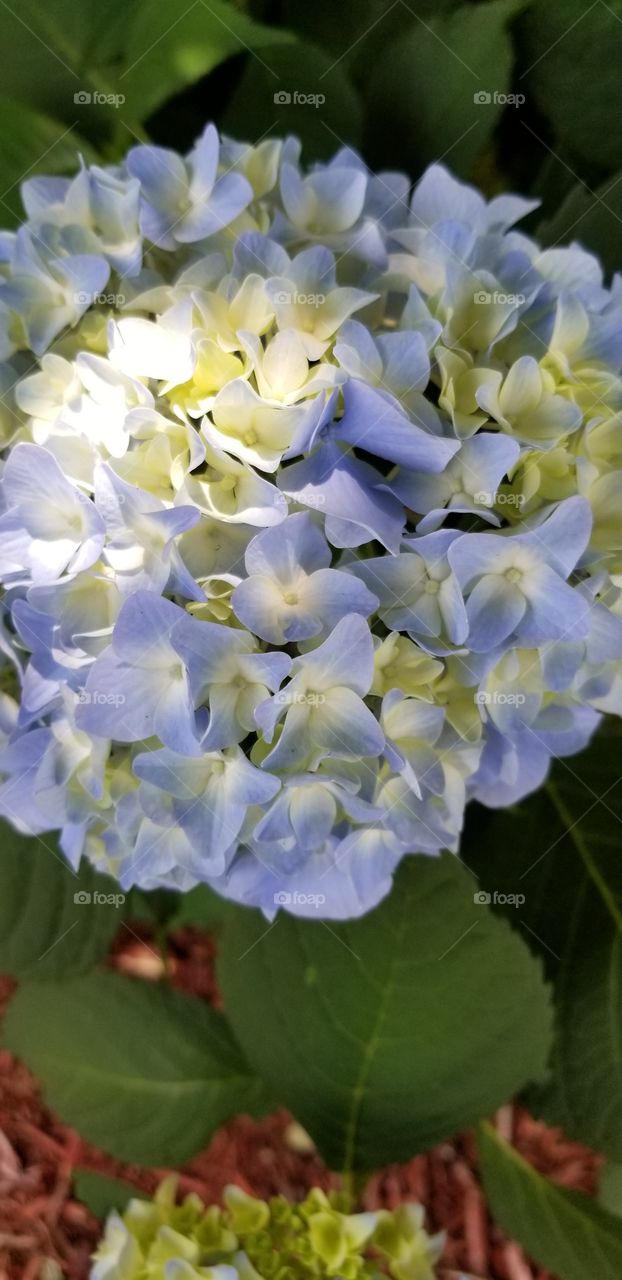 Beautiful spring flowers