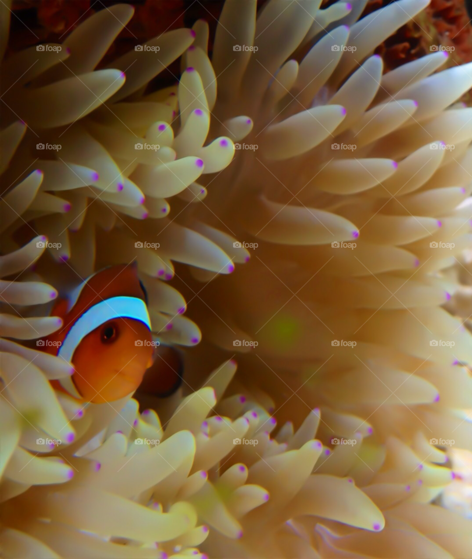 australia fish sea coral by nishasharp