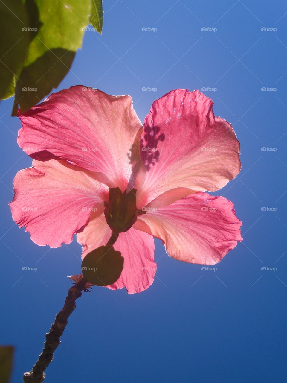 PLANT, NATURE, FLOWER, HIBISCUS.