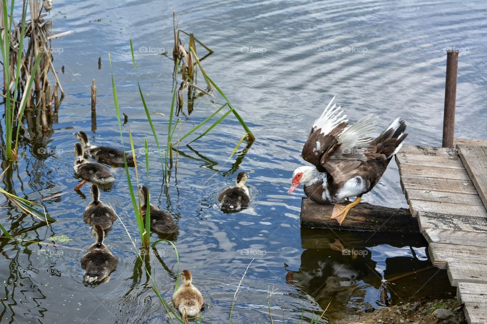 Bird, Duck, Water, Lake, Pool