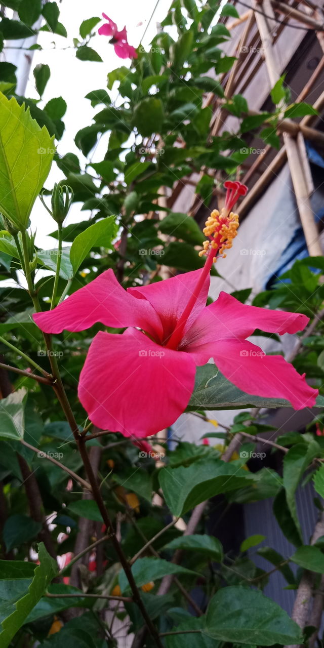 putik dan benng sari