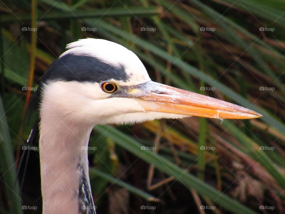 Heron