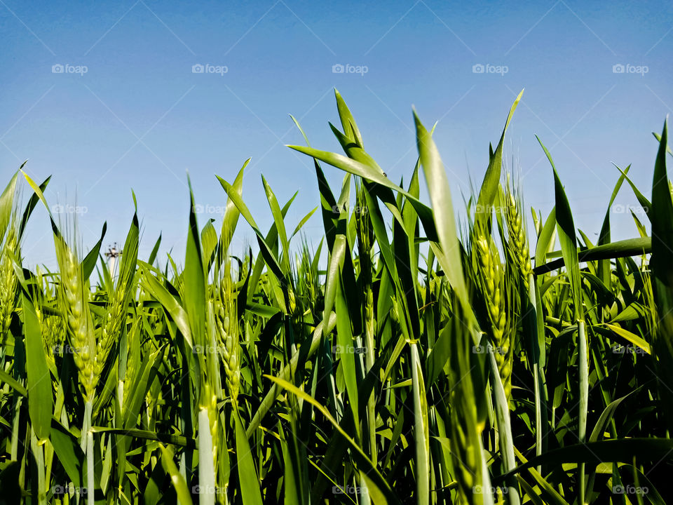 Backdrop Of Green Wheat Ears and plants Field On  Blue Sky Background. Winter Season
