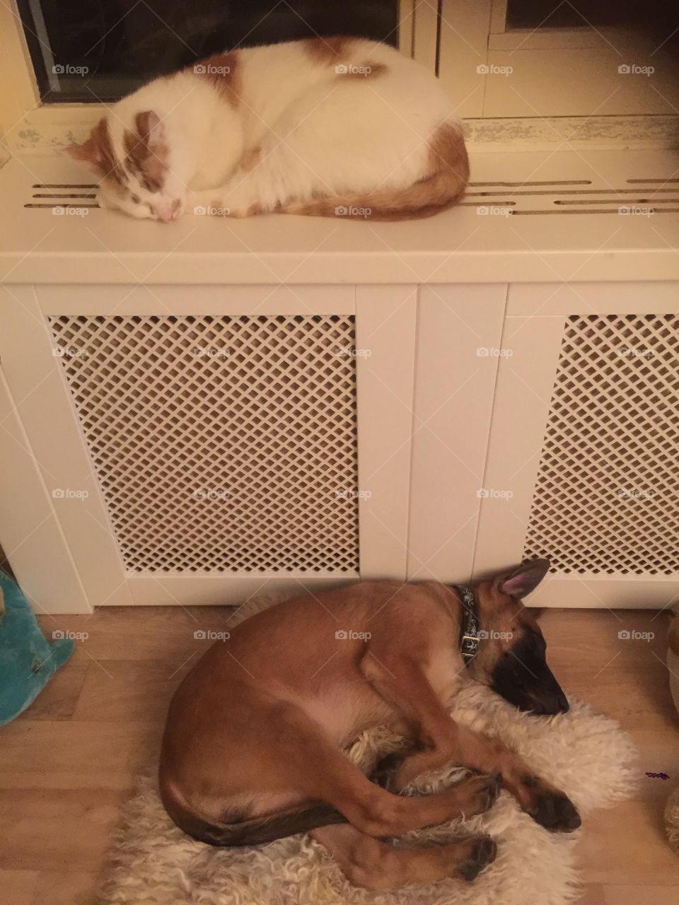 Sleeping as cat and dog