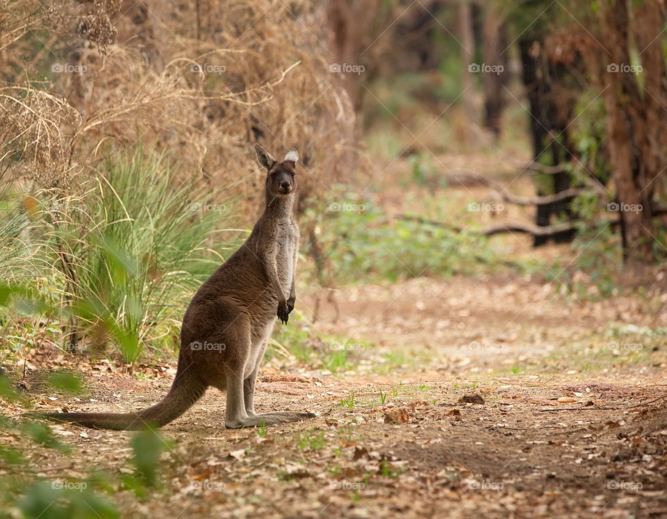 kangaroo