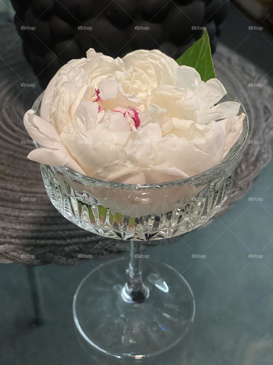 White flower in the evening 