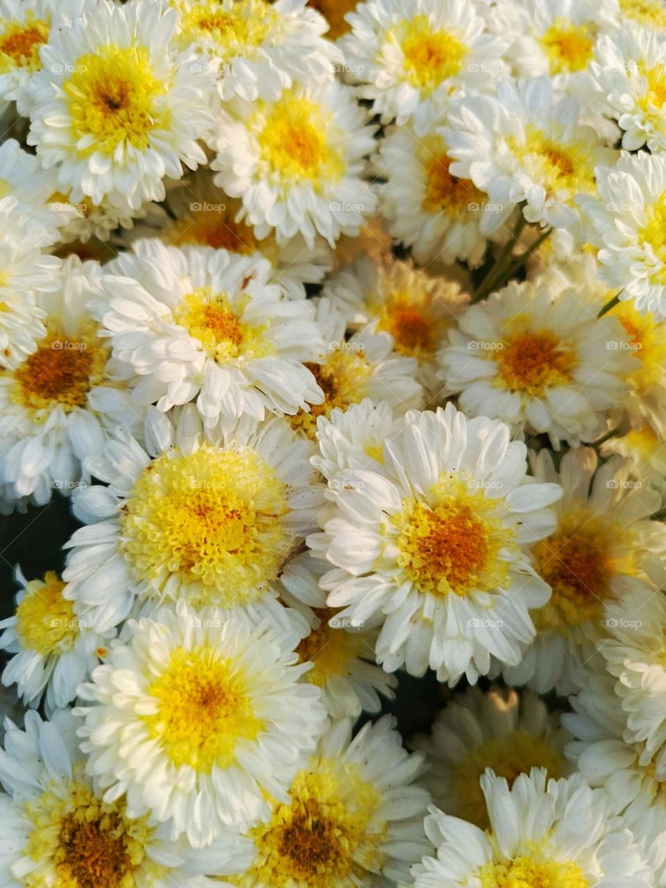 Those flowers look absolutely beautiful. The vibrant colors and the sunny day make it even more enchanting. Nature truly knows how to brighten our day!