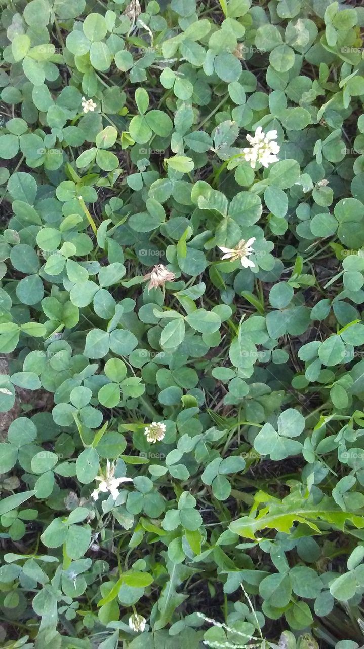 clover