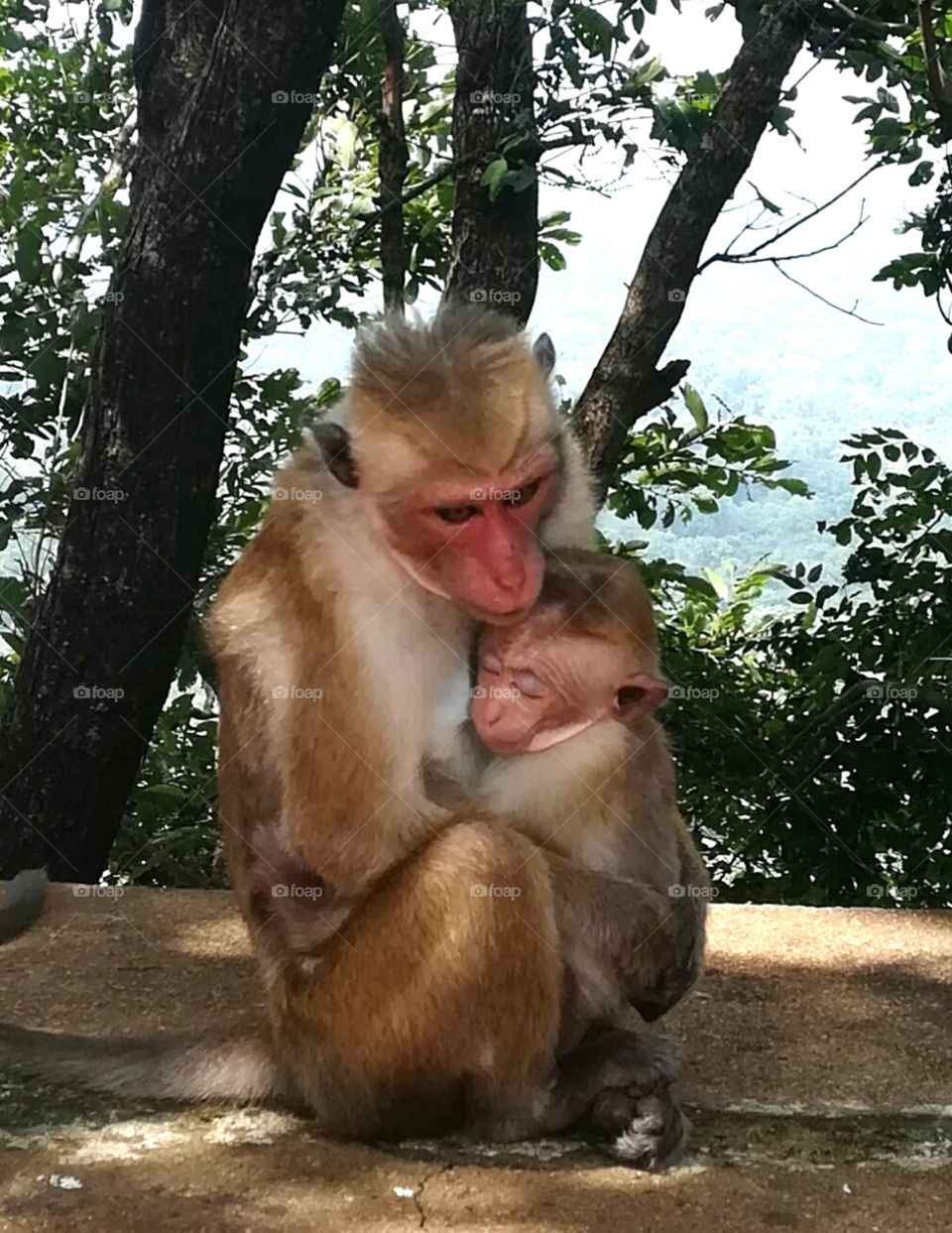 Monkey .Most beautifull animals in sri lanka