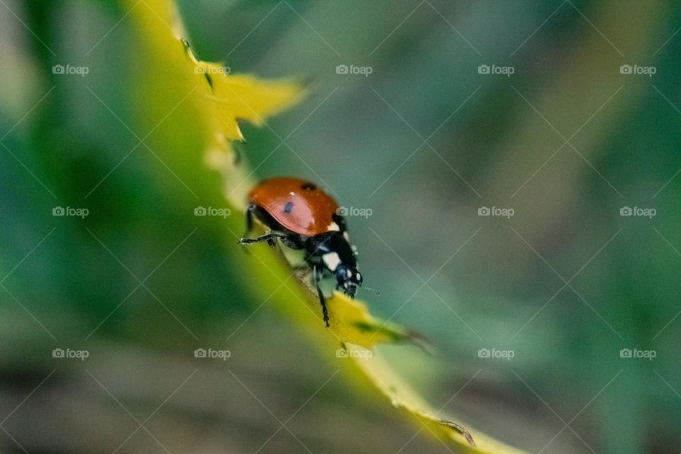 A ladybug on an yellow leaf, selective focus 