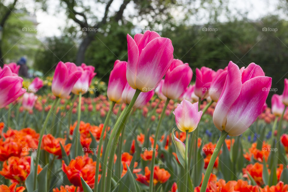 Beautiful pink tulips