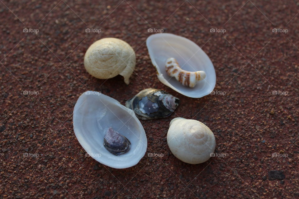 High angle view of seashells