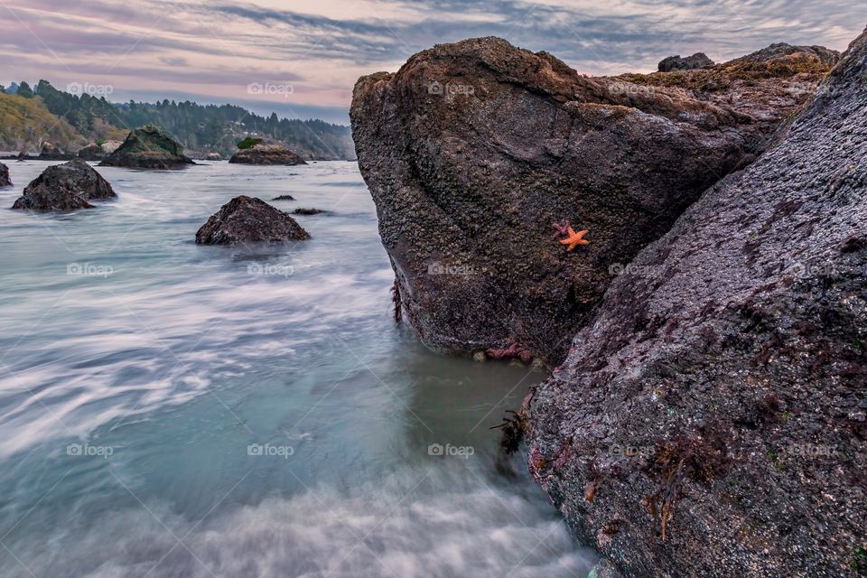 Starfish on rock