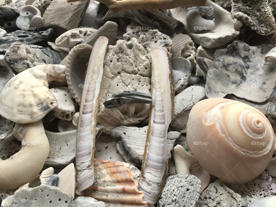 Sea shells