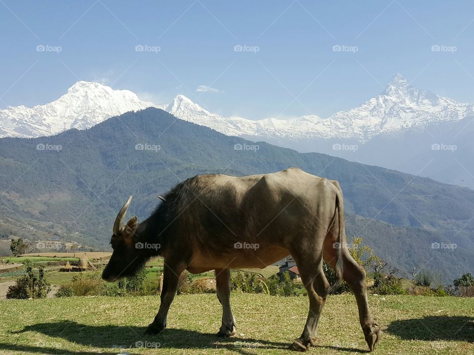 A buffalo pose in front of himalayan mountain