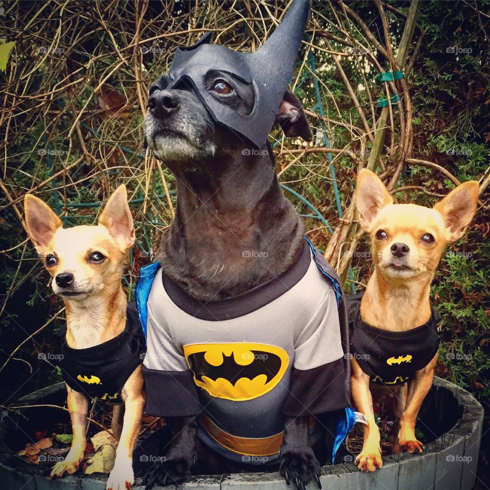 If you are in trouble, don't hesitate to call batdog and his batgirls to save the day! 