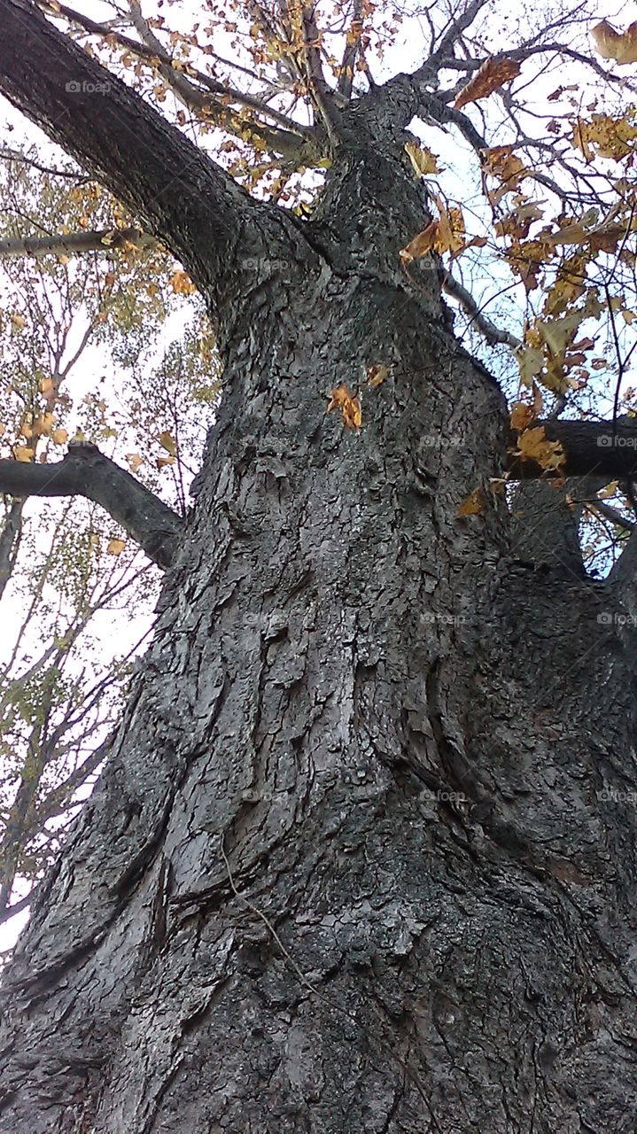 Upward View of a Fall Tree