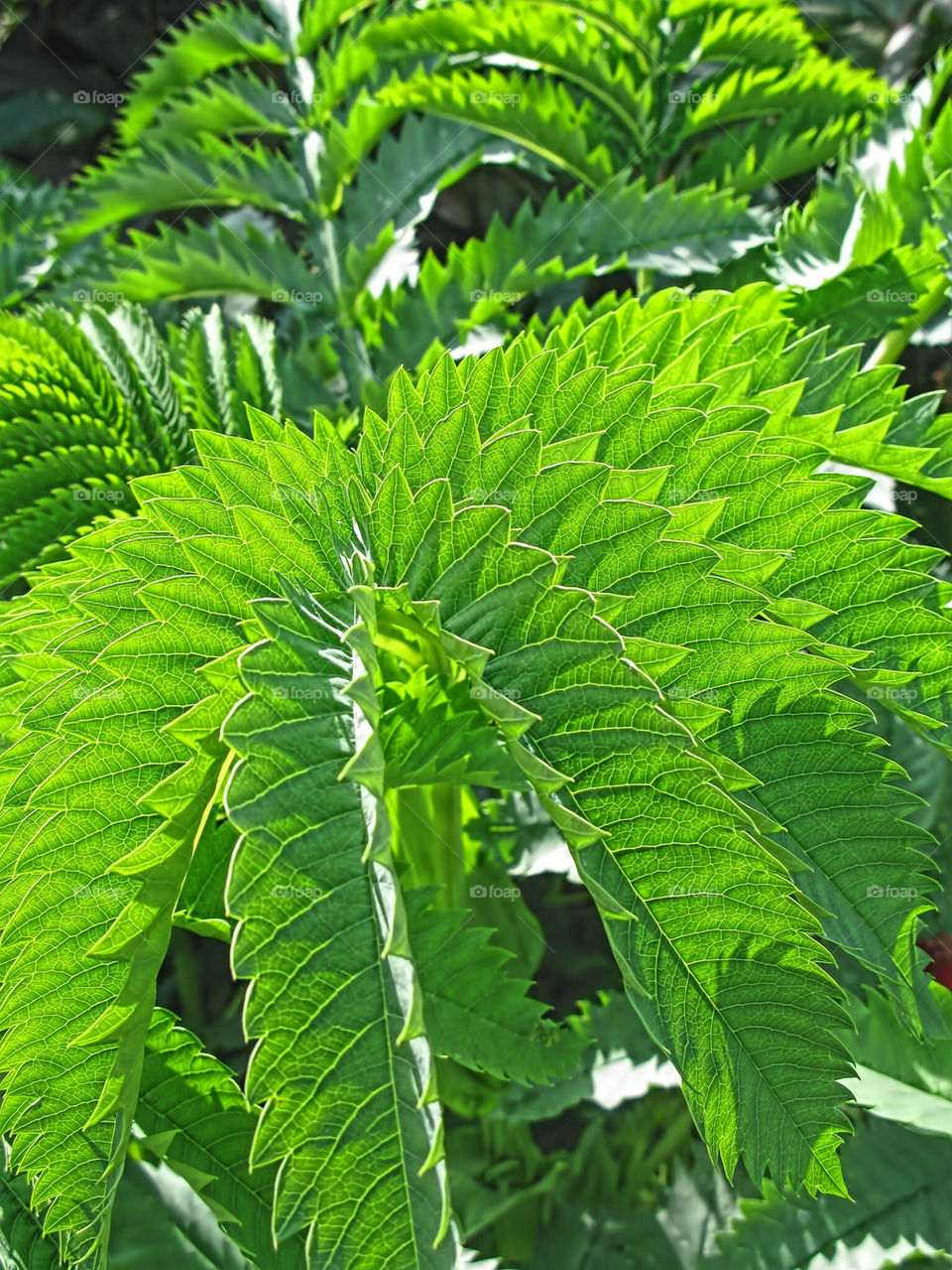 Green and spiky