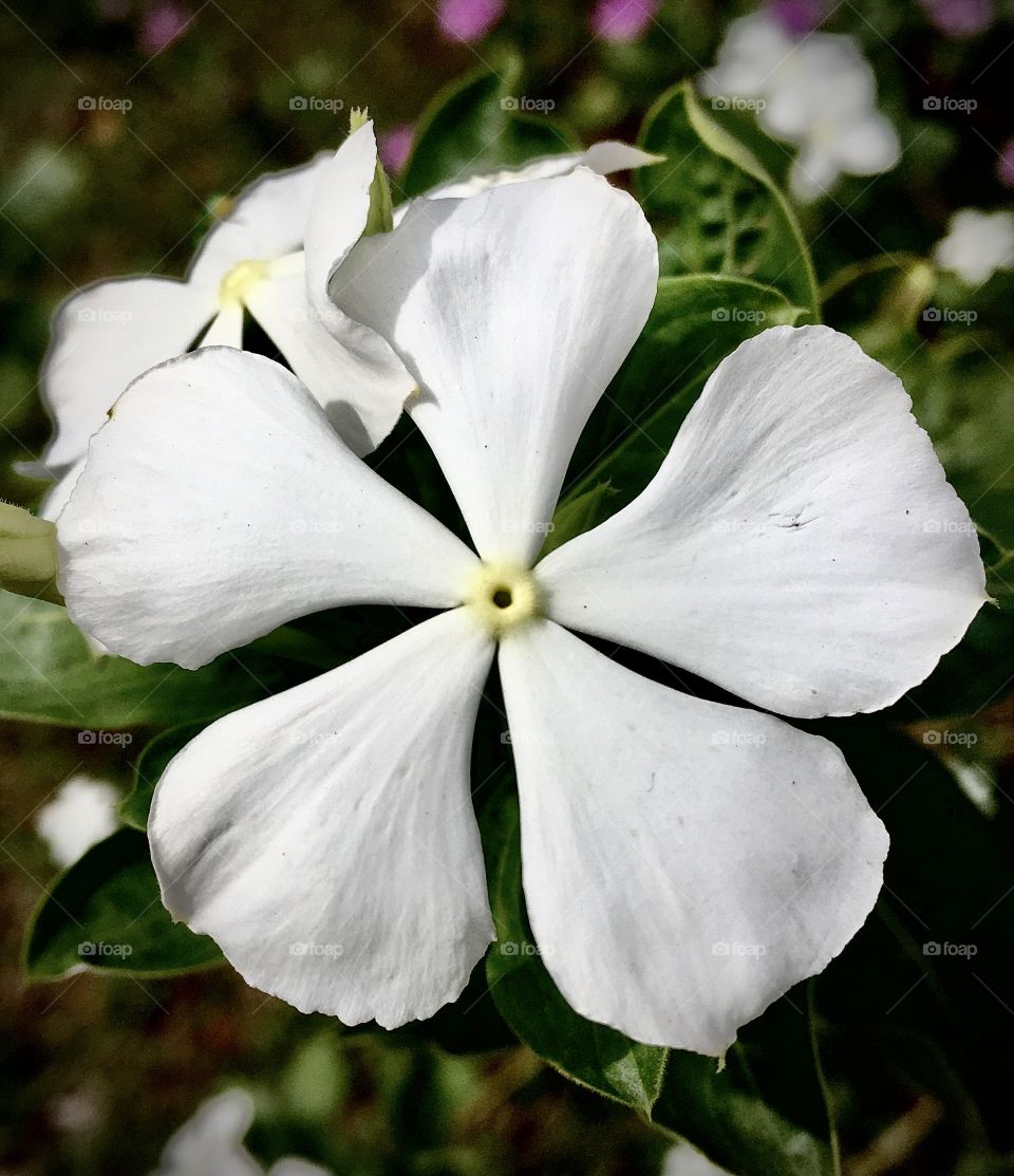 🌺Fim de #cooper!
Suado, cansado e feliz, alongando e curtindo a beleza das #flores.
🙆‍♂️ 
#corrida #treino #flor #flower #flowers #pétalas #pétala #jardim #jardinagem #garden #flora #run #running #esporte #alongamento 