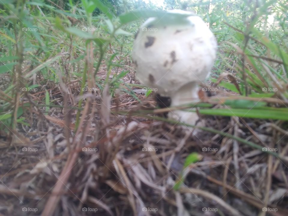 baby mushroom