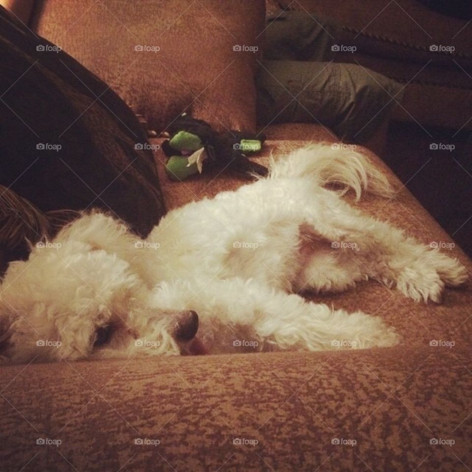 Dog sleeping on sofa