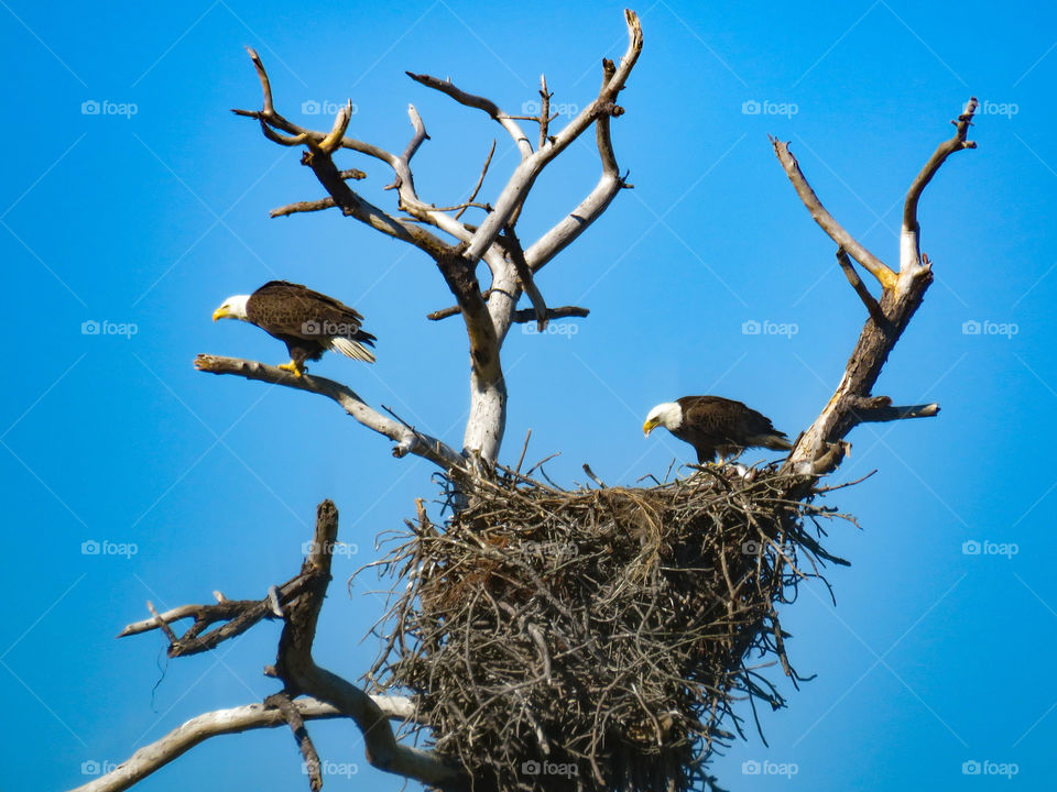 Eagles' nest