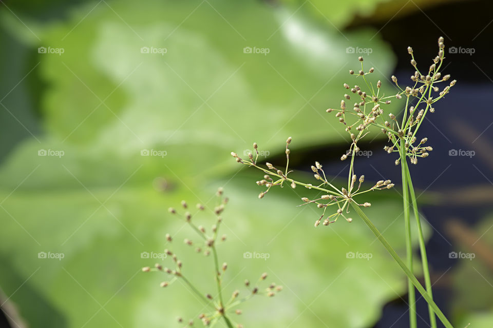 Brown flowers of the Cyperaceae  on a lotus pond.