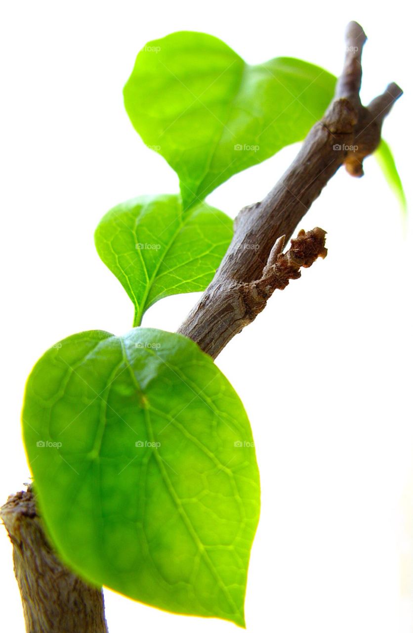 green nature macro white by cagedheat